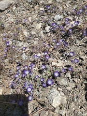Phacelia davidsonii