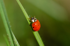 Harmonia axyridis