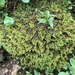 Comb-Moss - Photo (c) Jason Grant, some rights reserved (CC BY), uploaded by Jason Grant