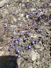 Phacelia davidsonii