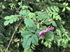 Rosa pendulina