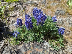 Lupinus saxosus