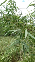 Raulinoreitzia tremula