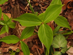 Trillium grandiflorum