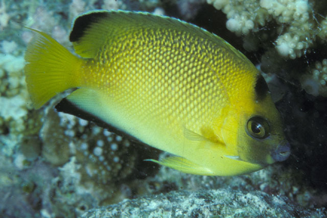Armitage Angelfish