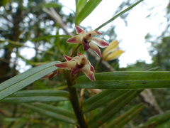 Maxillaria dendrobioides