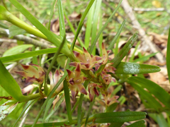 Maxillaria dendrobioides