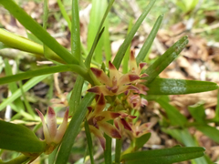 Maxillaria dendrobioides