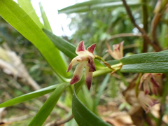 Maxillaria dendrobioides