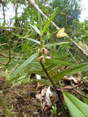 Maxillaria dendrobioides