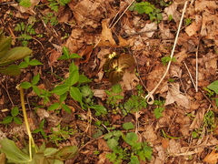 Trillium grandiflorum