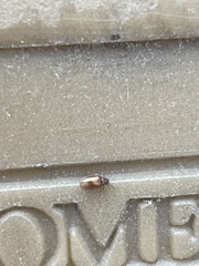 Contacyphon variabilis