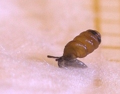 Truncatellina callicratis