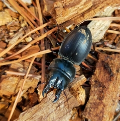 Pachyodontus languidus