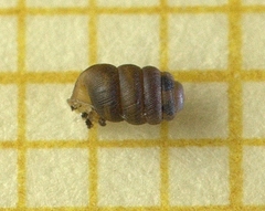 Truncatellina callicratis