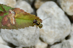 Allograpta radiata