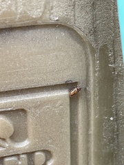 Contacyphon variabilis