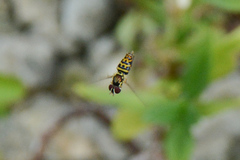 Allograpta radiata