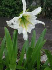 Hymenocallis coronaria