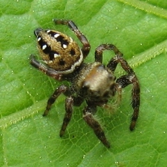 Phidippus clarus