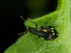 Polydrusus picus