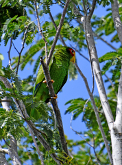 Amazona xantholora