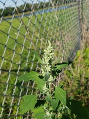 Chenopodium album