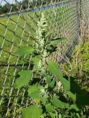 Chenopodium album