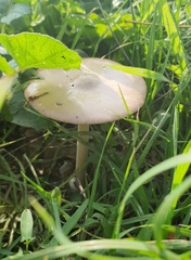Agaricales