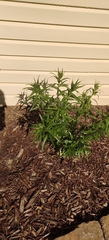 Amsonia illustris