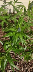 Amsonia illustris