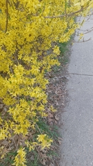 Forsythia