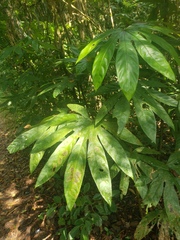 Fatsia