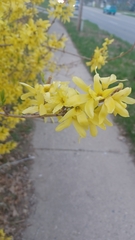 Forsythia