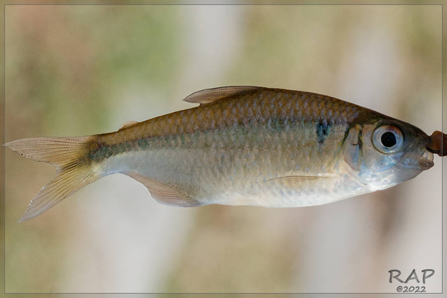 Bryconamericus iheringii