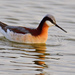 Wilson's Phalarope - Photo (c) Ad Konings, some rights reserved (CC BY-NC), uploaded by Ad Konings