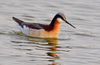 Wilson's Phalarope - Photo (c) Ad Konings, some rights reserved (CC BY-NC), uploaded by Ad Konings