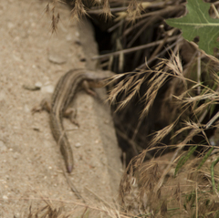 Plestiodon septentrionalis obtusirostris