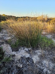 Thamnochortus spicigerus