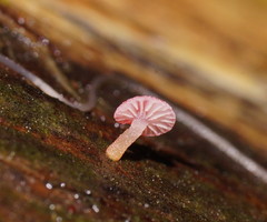 Mycena roseoflava