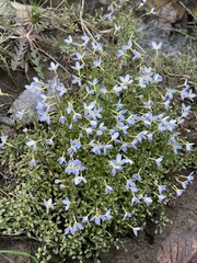 Houstonia serpyllifolia