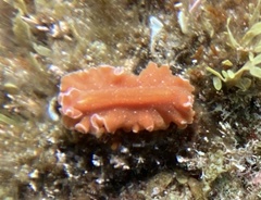 Yungia aurantiaca
