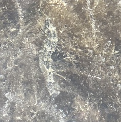 Hippocampus reidi