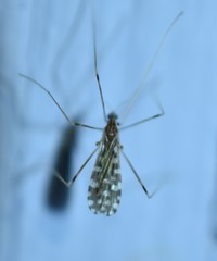 Erioptera needhami