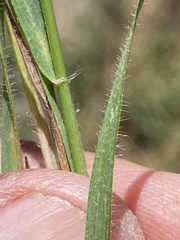 Aegilops cylindrica