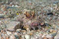 Two-Stick Stingfish photo 1