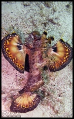 Two-Stick Stingfish photo 3