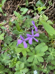 Phlox stolonifera