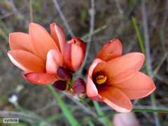 Ixia tenuifolia
