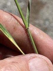Aegilops cylindrica